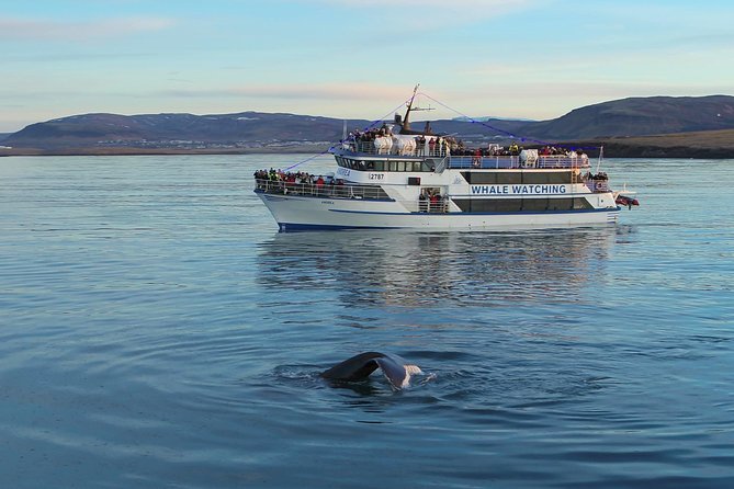 Icelandic Horse Riding and Whale Watching Tour from Reykjavik - Who will get the most from this combination