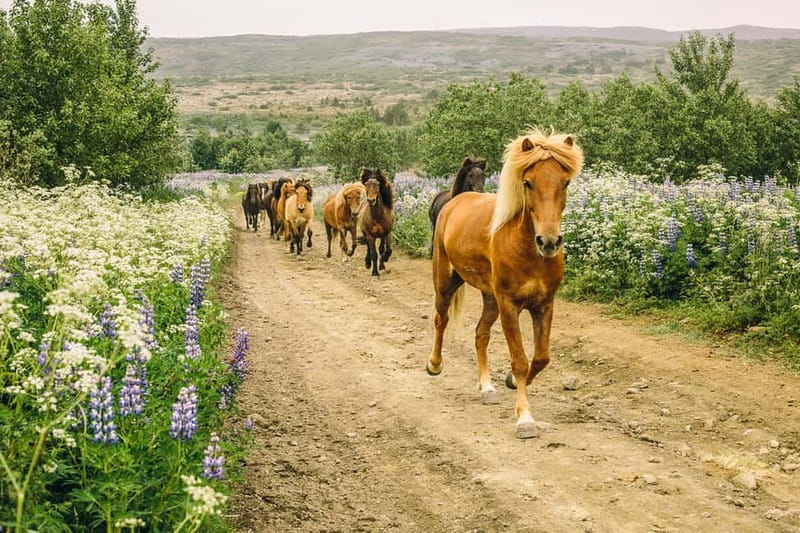 Icelandic Horse Riding Tour & Pickup Option from Reykjavik - Íshestar Stables: what happens before you ride