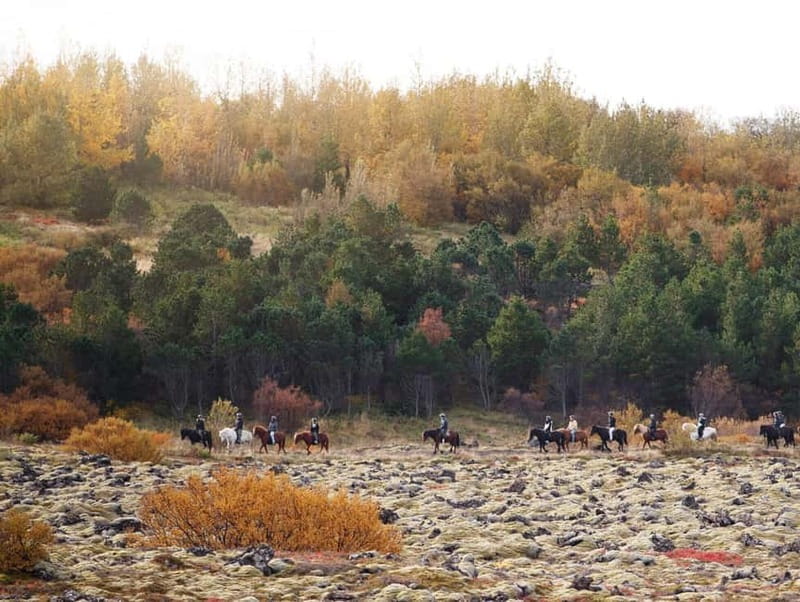 Icelandic Horse Riding Tour & Pickup Option from Reykjavik - What beginners can realistically expect