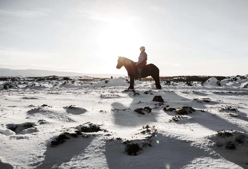 Icelandic Horse Riding Tour & Pickup Option from Reykjavik - Price, timing, and who gets good value