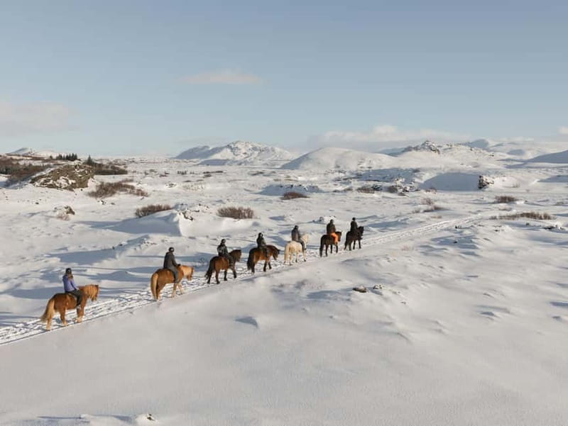 Icelandic Horse Riding Tour & Pickup Option from Reykjavik - Gentle horses and a smart group split