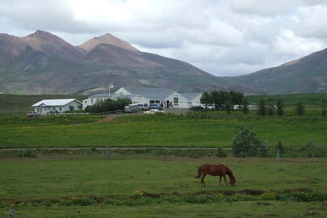 Icelandic Horseback Riding Tour Including Pick Up from Reykjavik - From Reykjavik streets to Laxnes Farm in 15 minutes