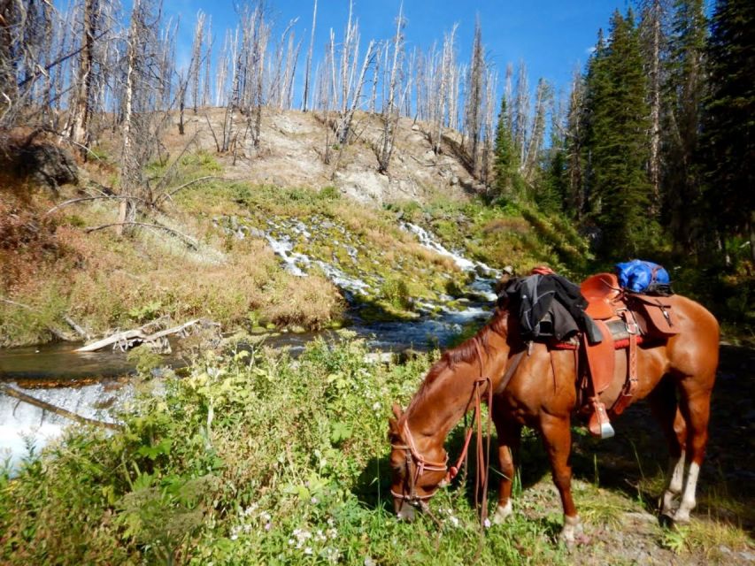 Jackson Hole: Bridger-Teton National Forest Horseback Ride - Starting at historic Heart Six Ranch