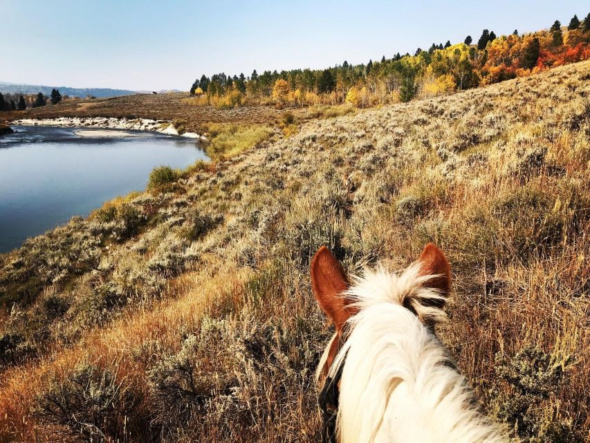Jackson Hole: Bridger-Teton National Forest Horseback Ride - From the ranch to forest trails and mountain views