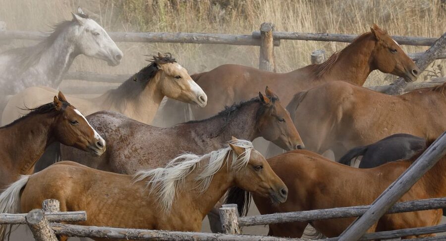 Jackson Hole: Bridger-Teton National Forest Horseback Ride - Choosing between 90 minutes, three hours, and half a day