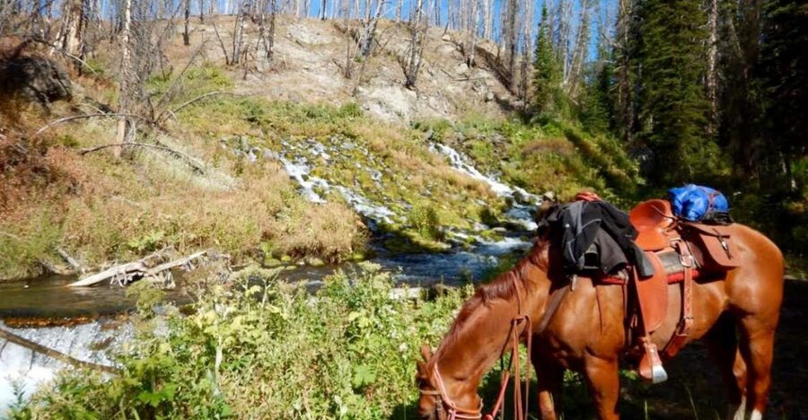 Jackson Hole: Dinner Cookout & Bridger-Teton Horseback Ride - Practical tips for a smoother outing
