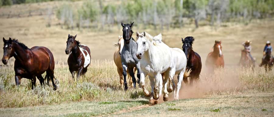 Jackson Hole: Teton View Guided Horseback Ride with Lunch - Should you book the Willow Creek ride?