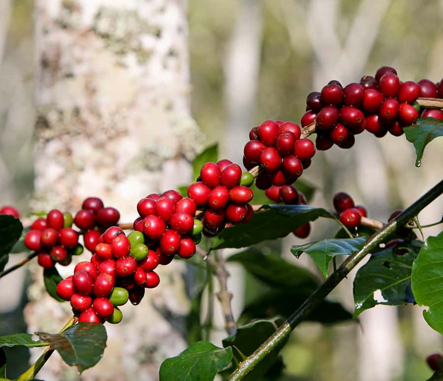 Jardín: Horseback Ride with Coffee Villa and Waterfall - Seeing live roasting in Jardín
