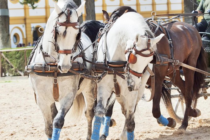 Jerez & Cadiz Winery with Tasting & Opt Horse Show from Seville - Guides, group size, and the pace of the day