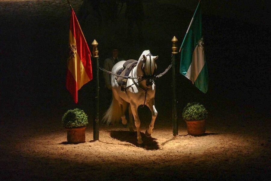 Jerez de la Frontera: How the Andalusian Horses Dance - Work in hand shows obedience without a rider