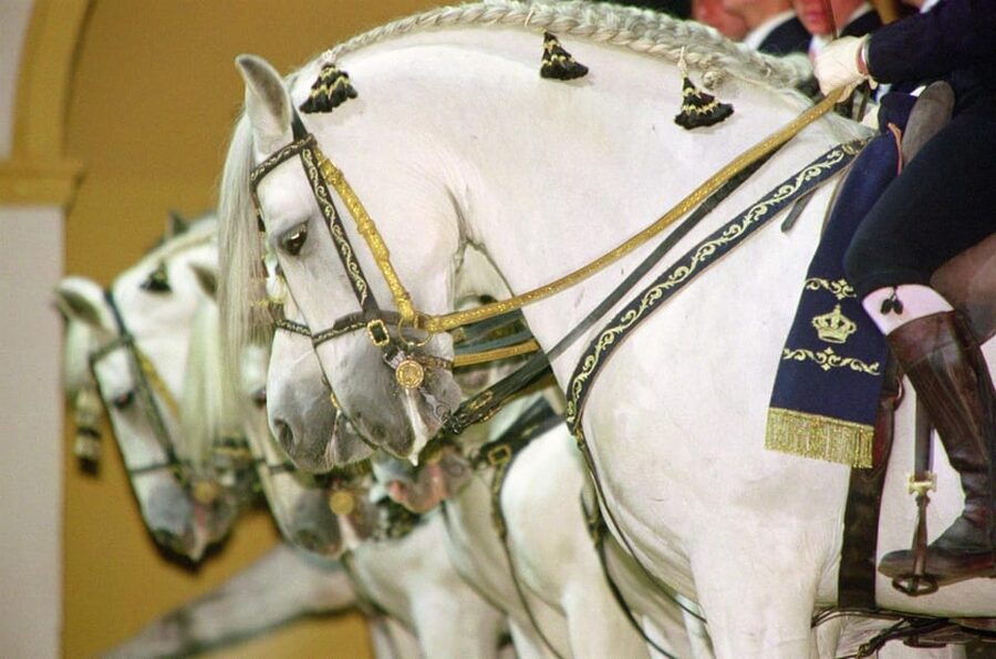 Jerez: Historic center of Jerez and horse show - Plaza del Arroyo and the old wine economy