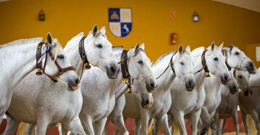 Jerez: Yeguada de la Cartuja Carthusian Horses Tour - Key points at a glance