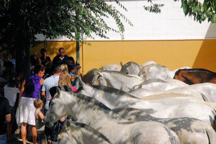 Jerez: Yeguada de la Cartuja Carthusian Horses Tour - Who should book this experience?