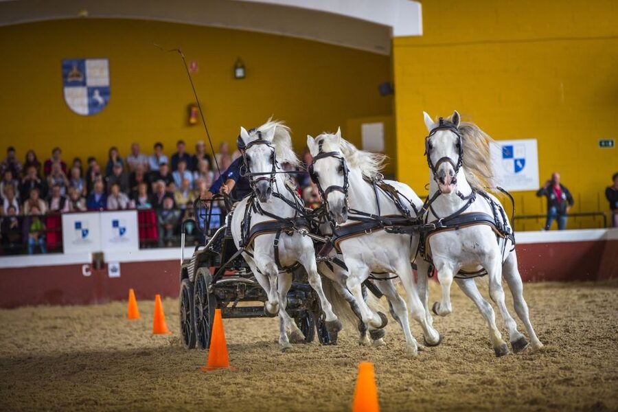 Jerez: Yeguada de la Cartuja Carthusian Horses Tour - Why these Carthusian horses matter