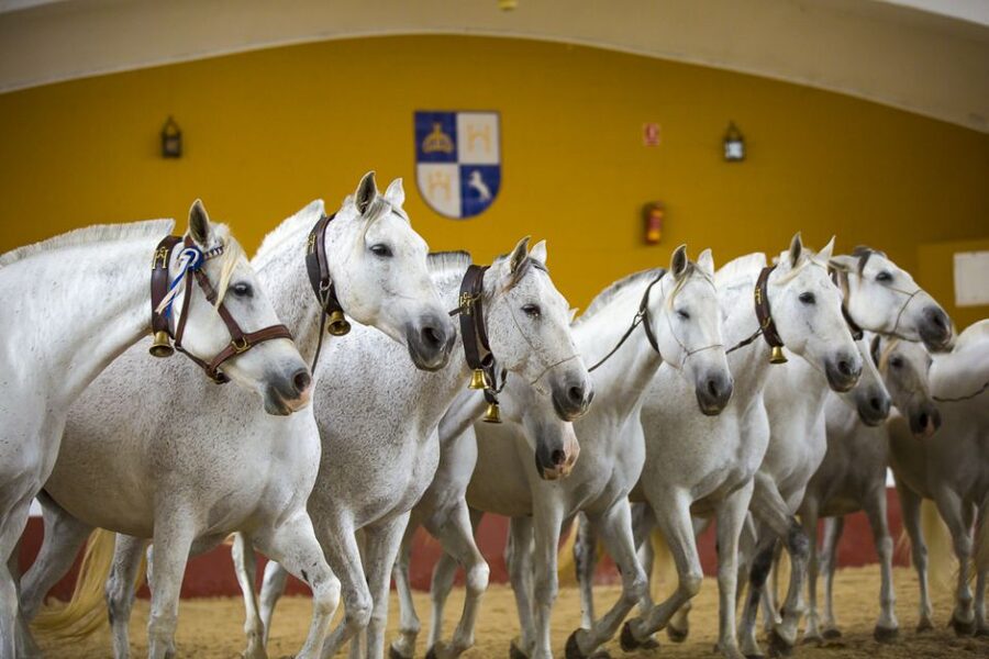 Jerez: Yeguada de la Cartuja Carthusian Horses Tour - The guided farm tour