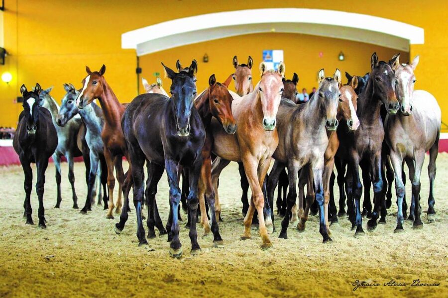 Jerez: Yeguada de la Cartuja Carthusian Horses Tour - Seeing how the horses are cared for