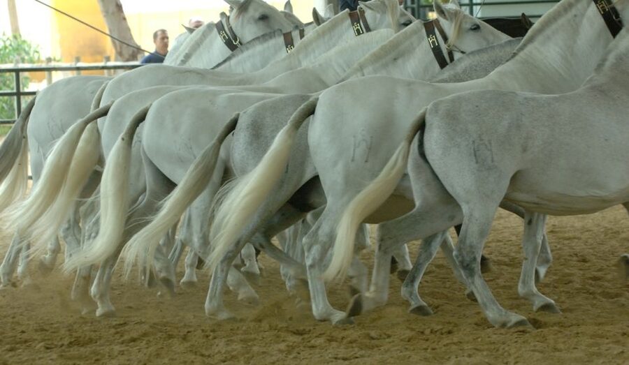 Jerez: Yeguada de la Cartuja Carthusian Horses Tour - The one-hour dressage exhibition
