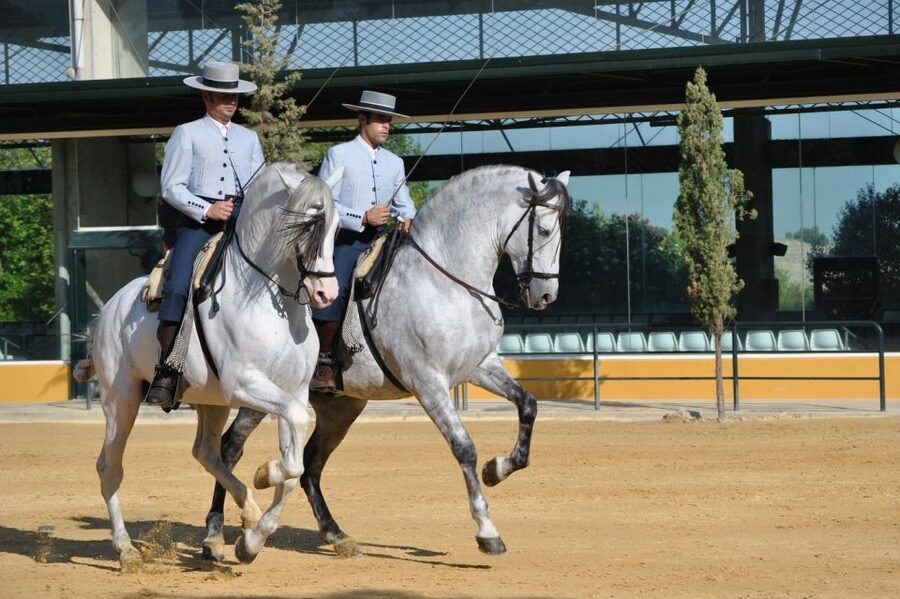 Jerez: Yeguada de la Cartuja Carthusian Horses Tour - What to bring and what to expect