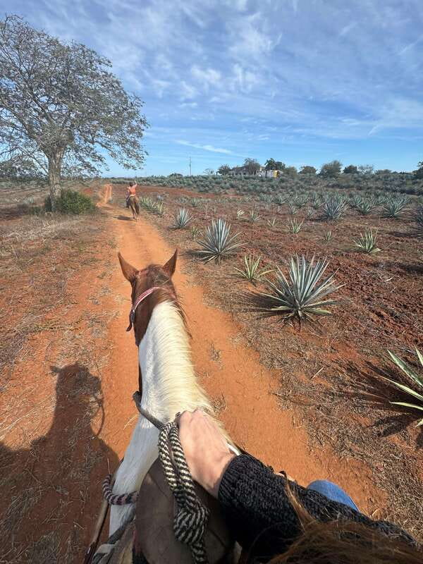 Jungle and beach horseback ride + lunch + mezcal - Booking details worth knowing
