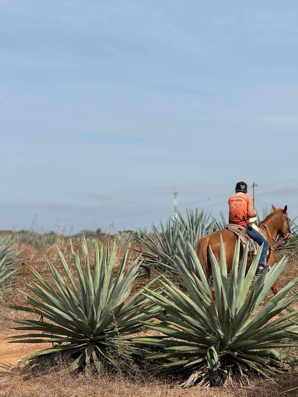 Jungle and beach horseback ride + lunch + mezcal - Seeing how the mezcal is made