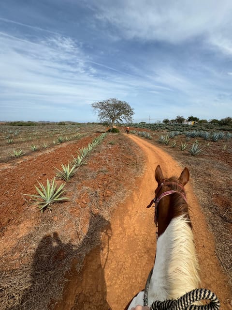 Jungle and beach horseback ride + lunch + mezcal - Thirty minutes for gifts and a look around