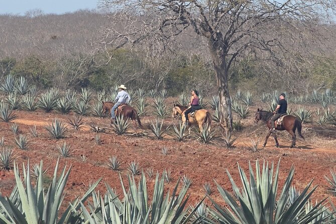 Jungle and Beach Horseback ride Tour in Pacific Coast - How the ranch mezcal tasting works