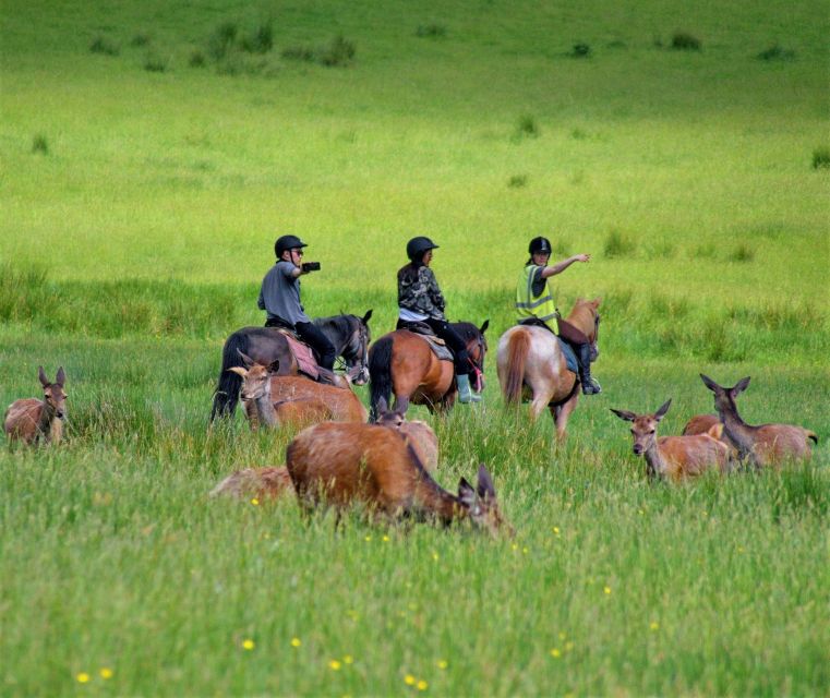 Kerry: Guided Horse Riding Tour in Killarney National Park - What the first hour feels like on horseback