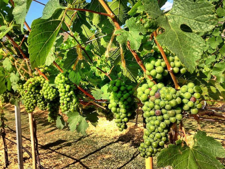 Khao Yai Vineyard Tasting Tour & Horse Farm Visit - Who should book this day trip?
