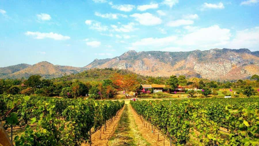 Khao Yai Vineyard Tasting Tour & Horse Farm Visit - Leaving Bangkok at 6:30 AM for Khao Yai