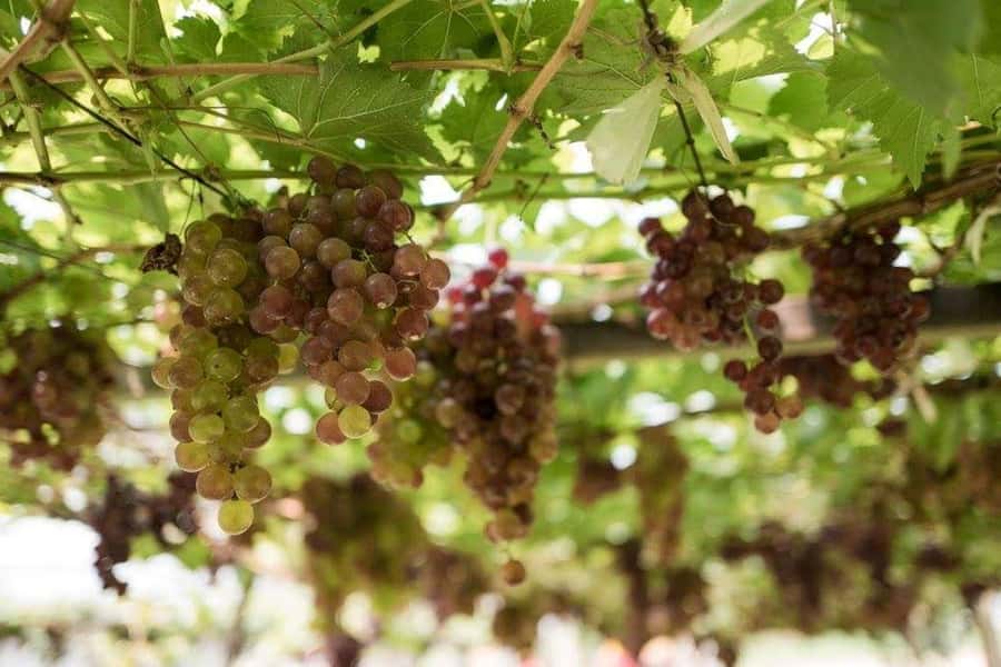 Khao Yai Vineyard Tasting Tour & Horse Farm Visit - Lunch at The Great Hornbill Restaurant