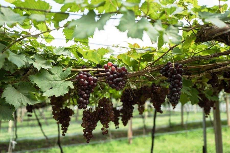 Khao Yai Vineyard Tasting Tour & Horse Farm Visit - The horse farm is really a family activity stop