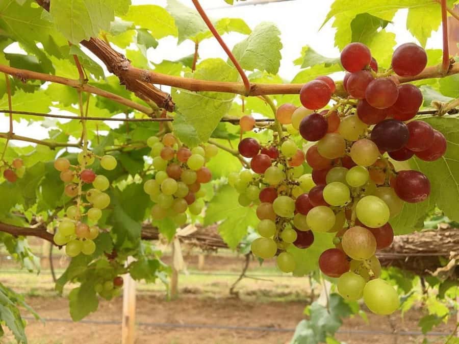 Khao Yai Vineyard Tasting Tour & Horse Farm Visit - What to expect from the horse ride
