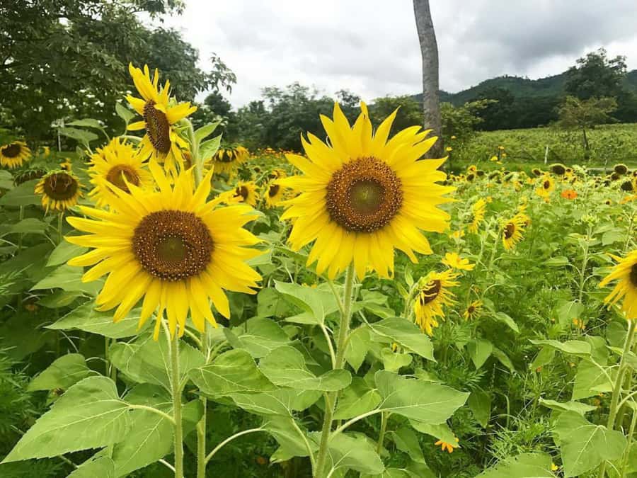 Khao Yai Vineyard Tasting Tour & Horse Farm Visit - Is $189 good value for this 10-hour day?