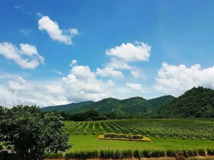 Khao Yai Vineyard Tasting Tour & Horse Farm Visit - Riding the tram through PB Valley