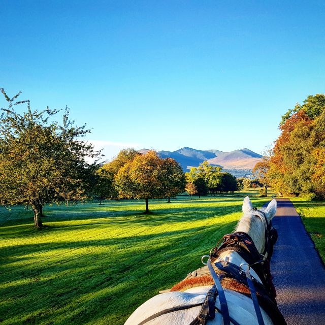 Killarney: 1-Hour Jaunting Car Horse and Carriage Tour - Into Killarney National Park