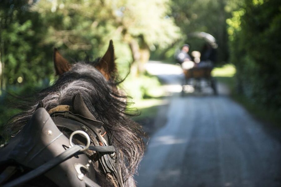 Killarney: 1-Hour Jaunting Car Horse and Carriage Tour - Ross Castle and the story of the O’Donoghues
