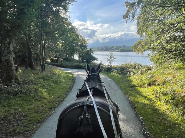 Killarney Carriage Tours National Park and Lakes - Why one hour can be enough, and when it is not
