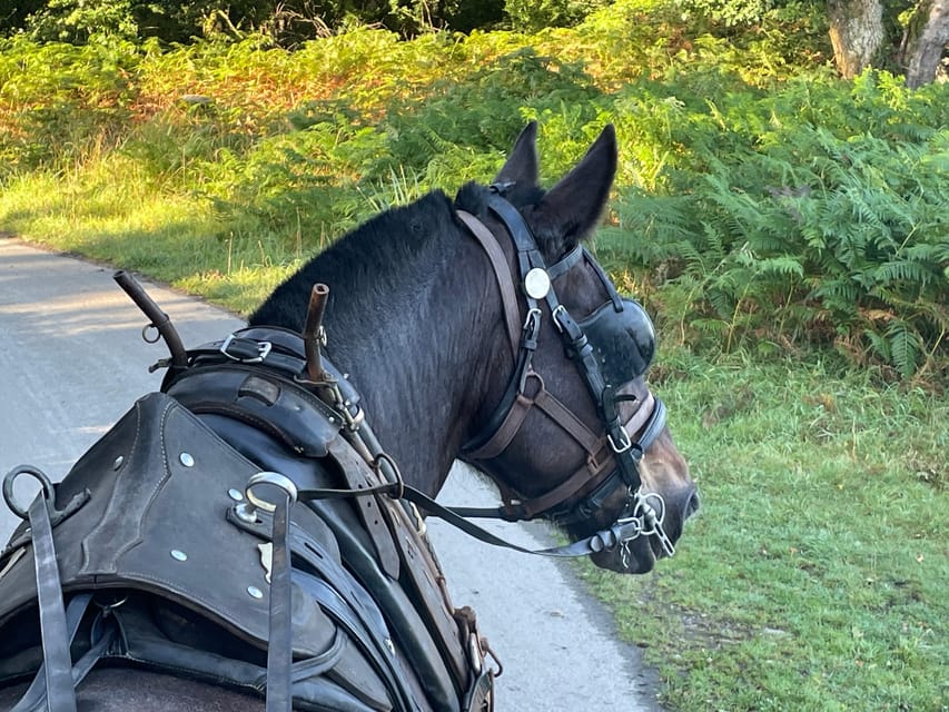 Killarney Carriage Tours National Park and Lakes - From 228 Beech Road to St Mary’s Cathedral