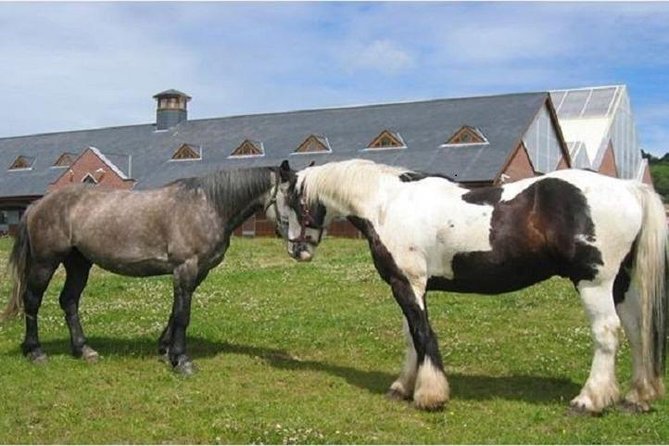 Killarney National Park Horseback Ride. Co Kerry. Guided. 1 hour. - Key points before you saddle up