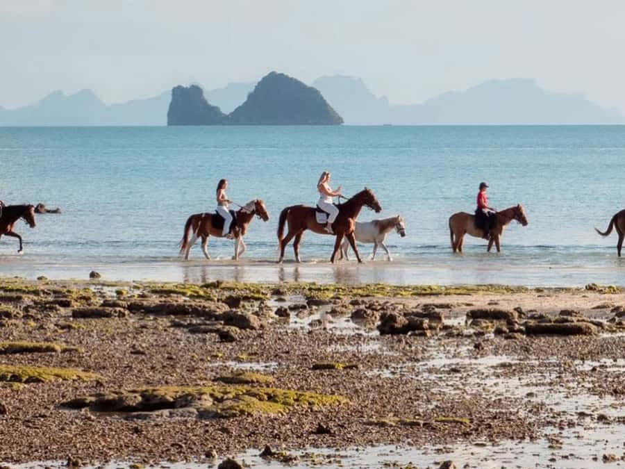 Koh Samui Horse Riding & Beach Trails - Key points before you saddle up