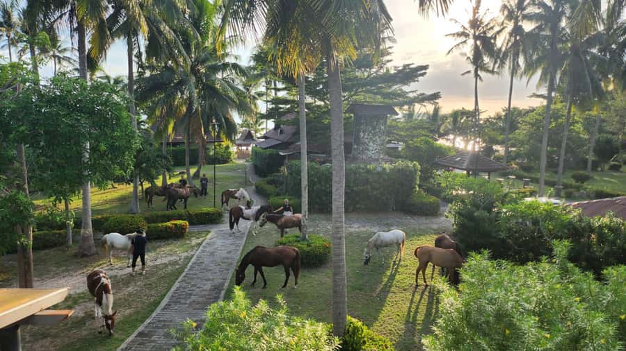 Koh Samui Horse Riding & Beach Trails - How beginner-friendly is it?