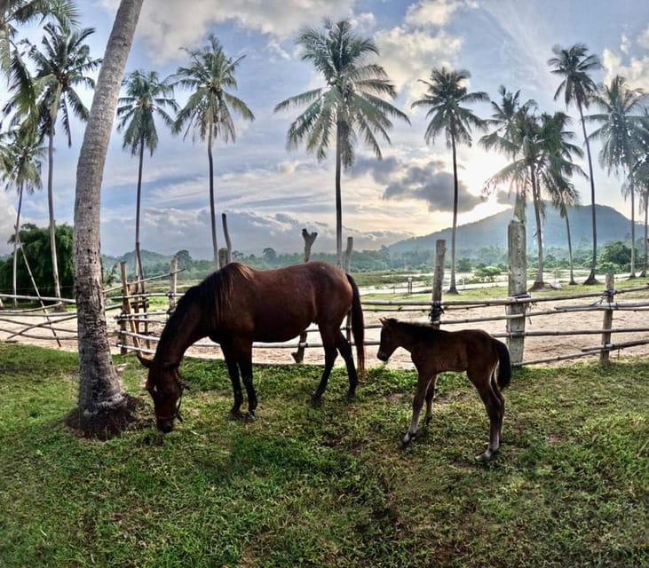 Koh Samui: Sunset Trail Horse Riding on The Beach - What the one-hour length really means