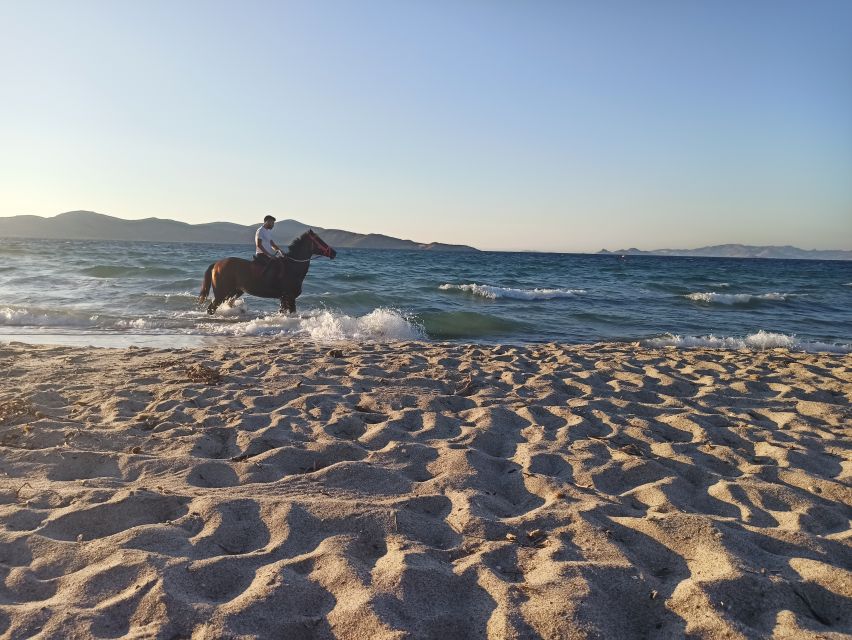 Kos: Horse Riding Experience on the Beach with Instructor - Transfers from Kos, Tigaki, and Kardamena