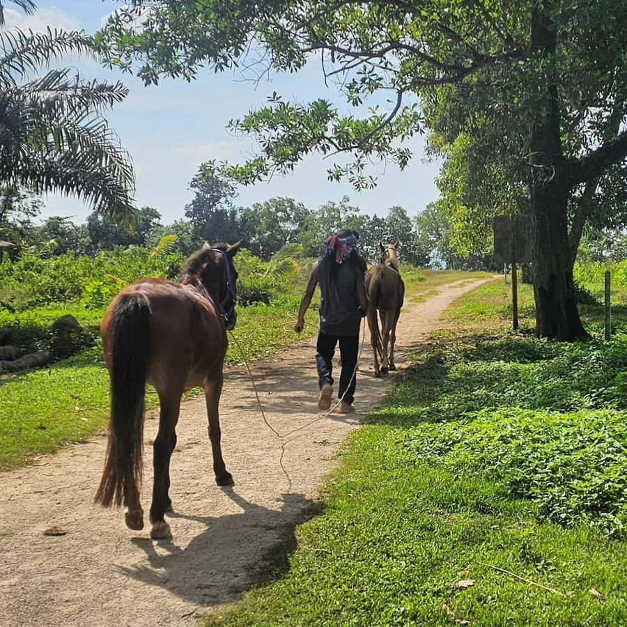 Krabi Horse Riding on the Beach and atv Extreme - Who Will Enjoy This Day Most?