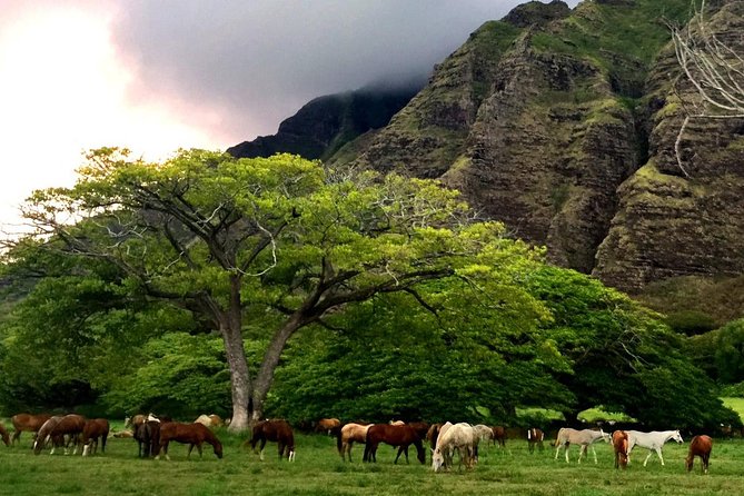 Kualoa Ranch - Horseback Walking Tour - Meeting Your Horse and Getting Comfortable