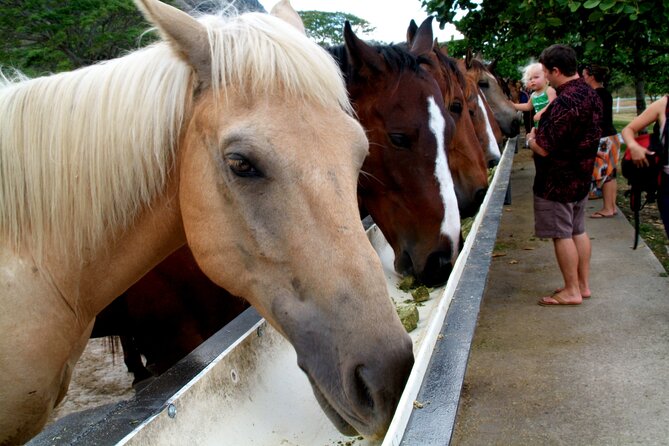Kualoa Ranch - Horseback Walking Tour - A Relaxed Two-Hour Trail Ride