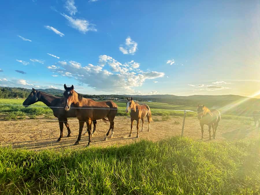 Kuranda: 60 minute Guided Horse Trail Ride & Petting Farm - Timing, weather, and what to pack