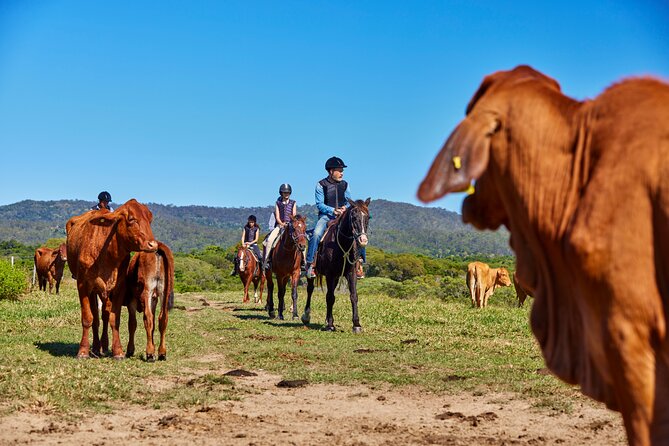 Kuranda 60 minute Horse Trail Ride and Petting Farm - Weather, Cancellations, and Practical Planning