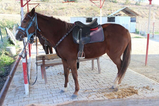 Kusadasi Horse Riding Beach and Forest options with Transfer - The 15-minute briefing and meeting the horses