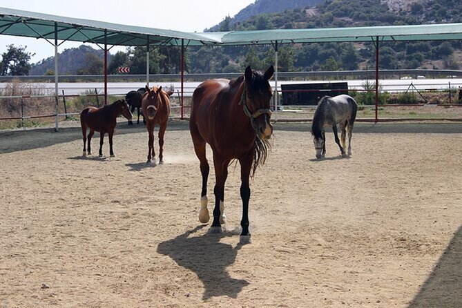 Kusadasi Horse Riding On Beach And Through The River - What the $50 price really covers